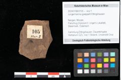 Foto (Objekt + Etikett) von Jungermannia goepperti Ettingshausen (NHMW-GEO-2024-0188-0105)